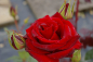 Preview: Edelrose Rosa Black Magic® Teehybride dunkelrot Duft- 40cm
