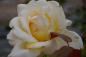 Preview: Edelrose Rosa Caroline Victoria® cremefarbend Duft++ 40cm