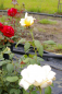 Preview: Edelrose Rosa Caroline Victoria® cremefarbend Duft++ 40cm