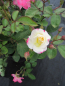 Preview: Strauchrose Rosa Citron Fraise® delcifra zitronengelb Duft- 40cm