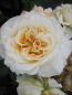 Preview: Edelrose Rosa Comtessa® Nostalgierose cremefarbend Duft+++ 40cm