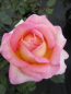 Preview: Edelrose Rosa Elle® Teehybride Duftrose der Provence gelb-lachsrosa Duft++++ 40cm