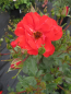 Preview: Strauchrose Rosa Fiesta Flamenca® NIRPaysage zinnoberrot-orangerot Duft+ 40cm