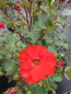 Preview: Strauchrose Rosa Fiesta Flamenca® NIRPaysage zinnoberrot-orangerot Duft+ 40cm