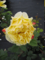 Preview: Beetrose Rosa France Info® Moderne Floribundarose karminrot bis goldgelb Duft++++ 40cm