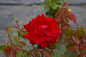 Preview: Edelrose Rosa Ingrid Bergmann® Teehybride rot Duft+ 40cm
