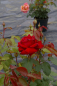 Preview: Edelrose Rosa Ingrid Bergmann® Teehybride rot Duft+ 40cm