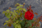 Preview: Edelrose Rosa Ingrid Bergmann® Teehybride rot Duft+ 40cm