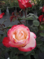 Preview: Edelrose Rosa Nostalgie ® - Moderne Teehybride - cremeweiß kirschfarbener Rand
