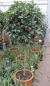 Preview: Photinia fraseri Little Red Robin - Formschnittgehölz - Glanzmispel Hochstamm 80 cm + Krone