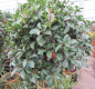 Preview: Photinia fraseri Little Red Robin - Formschnittgehölz - Glanzmispel Hochstamm 80 cm + Krone