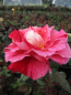 Preview: Edelrose Rosa Rachel Louise Moran