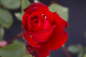 Preview: Edelrose Rosa Ruby Wedding