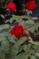 Preview: Edelrose Rosa Ruby Wedding