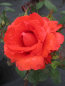 Preview: Edelrose Rosa Satellite® Teehybride zinnoberrot orange Duft+ 40cm