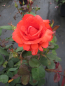 Preview: Edelrose Rosa Satellite® Teehybride zinnoberrot orange Duft+ 40cm