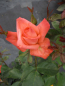 Preview: Edelrose Rosa Satellite® Teehybride zinnoberrot orange Duft+ 40cm