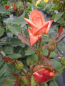 Preview: Edelrose Rosa Satellite® Teehybride zinnoberrot orange Duft+ 40cm