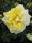 Preview: Edelrose Rosa Sterntaler® Teehybride & Märchenrose mittelgelb Duft+++ 40cm