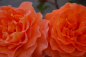 Preview: Edelrose Rosa Tea Time® Teehybride kupfer-gold orange Duft+ 40cm