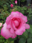 Preview: Edelrose Rosa The Mc Cartney Rose® Teehybride Duftrose der Provence hellrosa Duft++++ 40cm