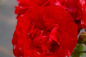 Preview: Beetrose Rosa Grand Palace® Moderne Floribundarose dunkelrot Duft+ 40cm