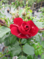 Preview: Hochstammrose Rosa Grand Palace® Stammrose rot Duft+ 90cm