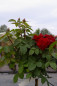 Preview: Hochstammrose Rosa Humanity® Stammrose karmesinrot Duft+ 90cm