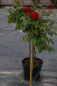 Preview: Hochstammrose Rosa Humanity® Stammrose karmesinrot Duft+ 90cm