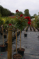 Preview: Hochstammrose Rosa Humanity® Stammrose karmesinrot Duft+ 90cm