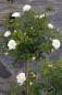 Preview: Hochstammrose Rosa Kent® Stammrose reinweiß gelbe Mitte Duft- 90cm