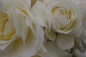 Preview: Hochstammrose Rosa Kristallperle® Stammrose reinweiß Duft- 90cm