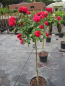 Preview: Hochstammrose Rosa Leonardo da Vinci® - Floribunda Stammrose - 90cm