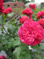 Preview: Hochstammrose Rosa Leonardo da Vinci® - Floribunda Stammrose - 90cm