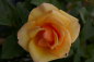Preview: Hochstammrose Rosa Olympic Palace® Stammrose zart pfirsichfarbend Duft++ 90cm