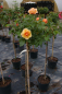 Preview: Hochstammrose Rosa Olympic Palace® Stammrose zart pfirsichfarbend Duft++ 90cm