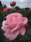 Preview: Hochstammrose Rosa Queens Palace® Palace Rosen Stammrose zartrosa Duft- 90cm