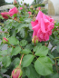Preview: Hochstammrose Rosa Topkapi Palace® Palace-Rose pink Duft+ 90cm