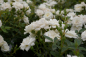 Preview: Bodendeckerrose Kent syn. White Cover® Sparkling White - Poulsen Rose