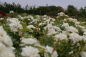 Preview: Bodendeckerrose Kent syn. White Cover® Sparkling White - Poulsen Rose