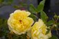 Preview: Bodendeckerrose Sonnenschirm® - Rosa Sonnenschirm® - zitronengelb - Duft+ - Tantau-Rose -