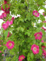 Preview: Solitärrose Rosa American Pillar® Wichuraiana Hybride Kletterrose blutrot Duft+ 200cm