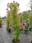 Preview: Solitärrose Rosa American Pillar® Wichuraiana Hybride Kletterrose blutrot Duft+ 200cm