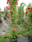 Preview: Solitärrose Rosa American Pillar® Wichuraiana Hybride Kletterrose blutrot Duft+ 200cm