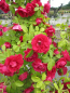 Preview: Solitärrose Rosa Flammentanz® Kletterrose feuerrot Duft- ca. 200 cm