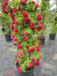 Preview: Solitärrose Rosa Flammentanz® Kletterrose feuerrot Duft- ca. 200 cm
