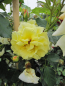 Preview: Solitärrose Rosa Morgensonne 88® Kletterrose lichtgelb Duft++ ca. 150 cm