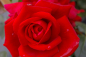 Preview: Solitärrose Rosa Mushimara® Kletterrose leuchtend rot Duft+++ ca. 150 cm