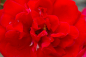 Preview: Solitärrose Rosa Mushimara® Kletterrose leuchtend rot Duft+++ ca. 150 cm