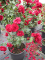 Preview: Solitärrose Rosa Mushimara® Kletterrose leuchtend rot Duft+++ ca. 150 cm